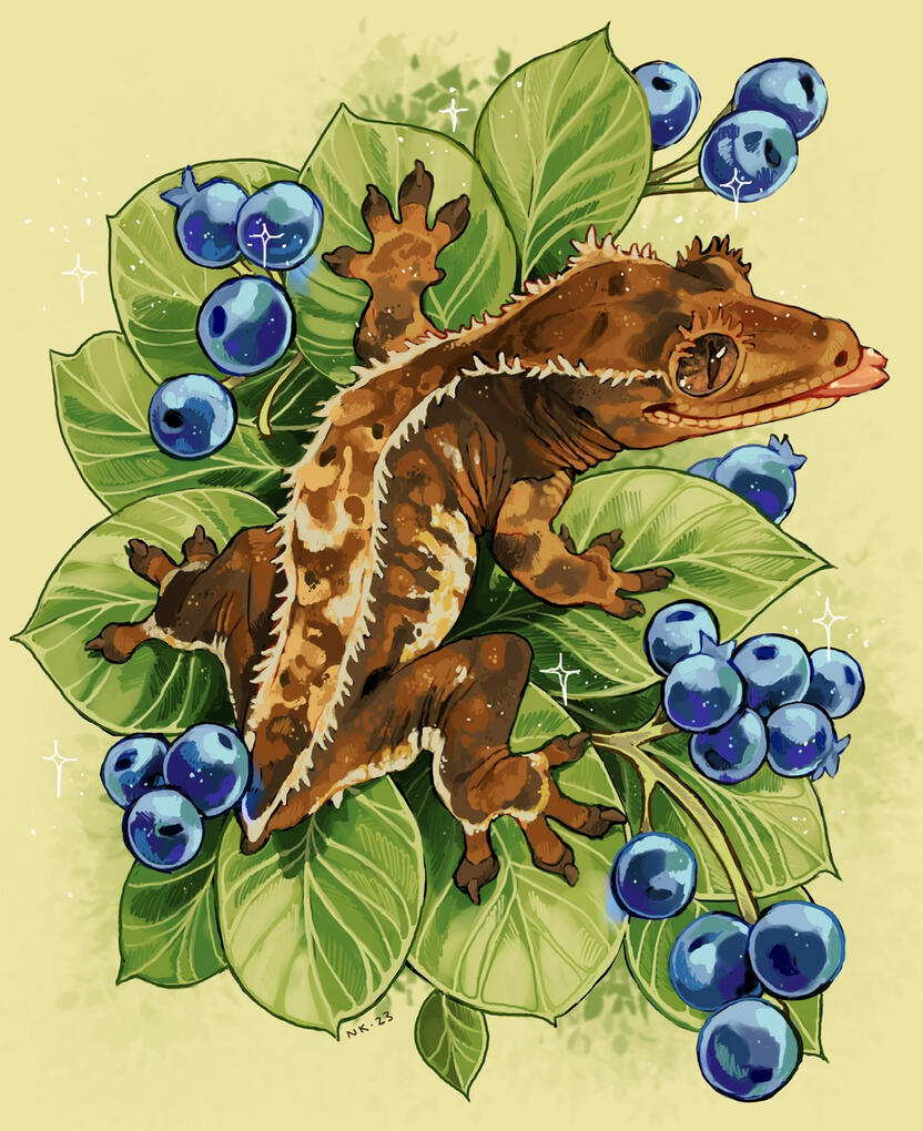 Crested Gecko, 2023