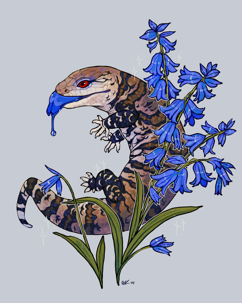 Blue Tongued Skink, 2024