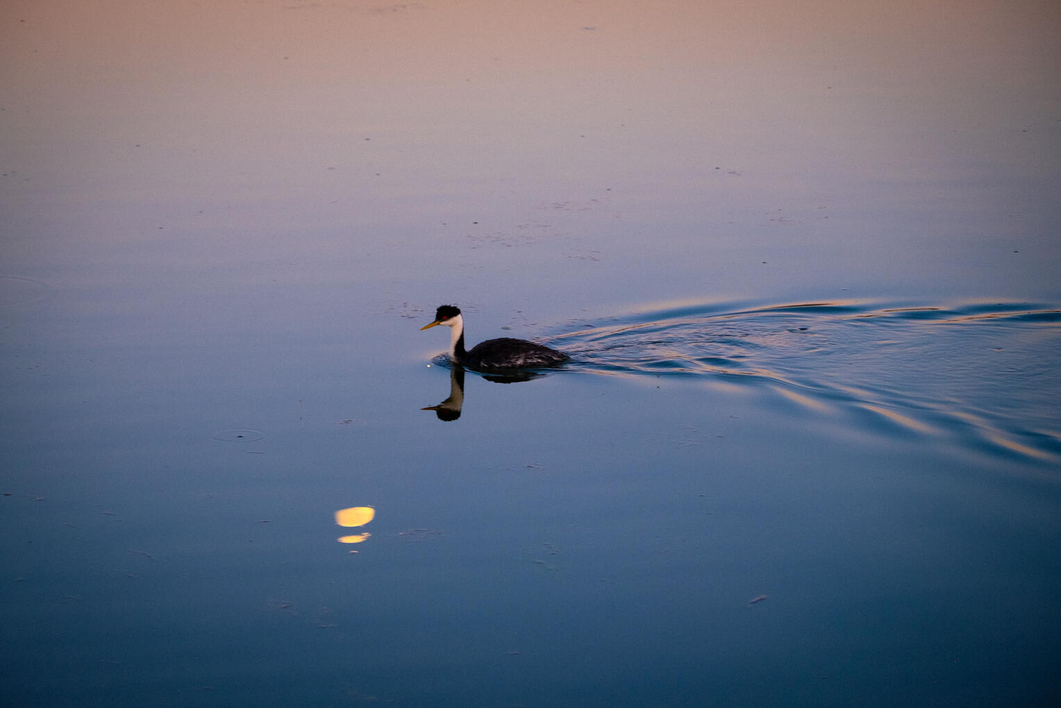 Western Grebe, 2025