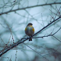 Yellow-Rumped Warbler, 2025