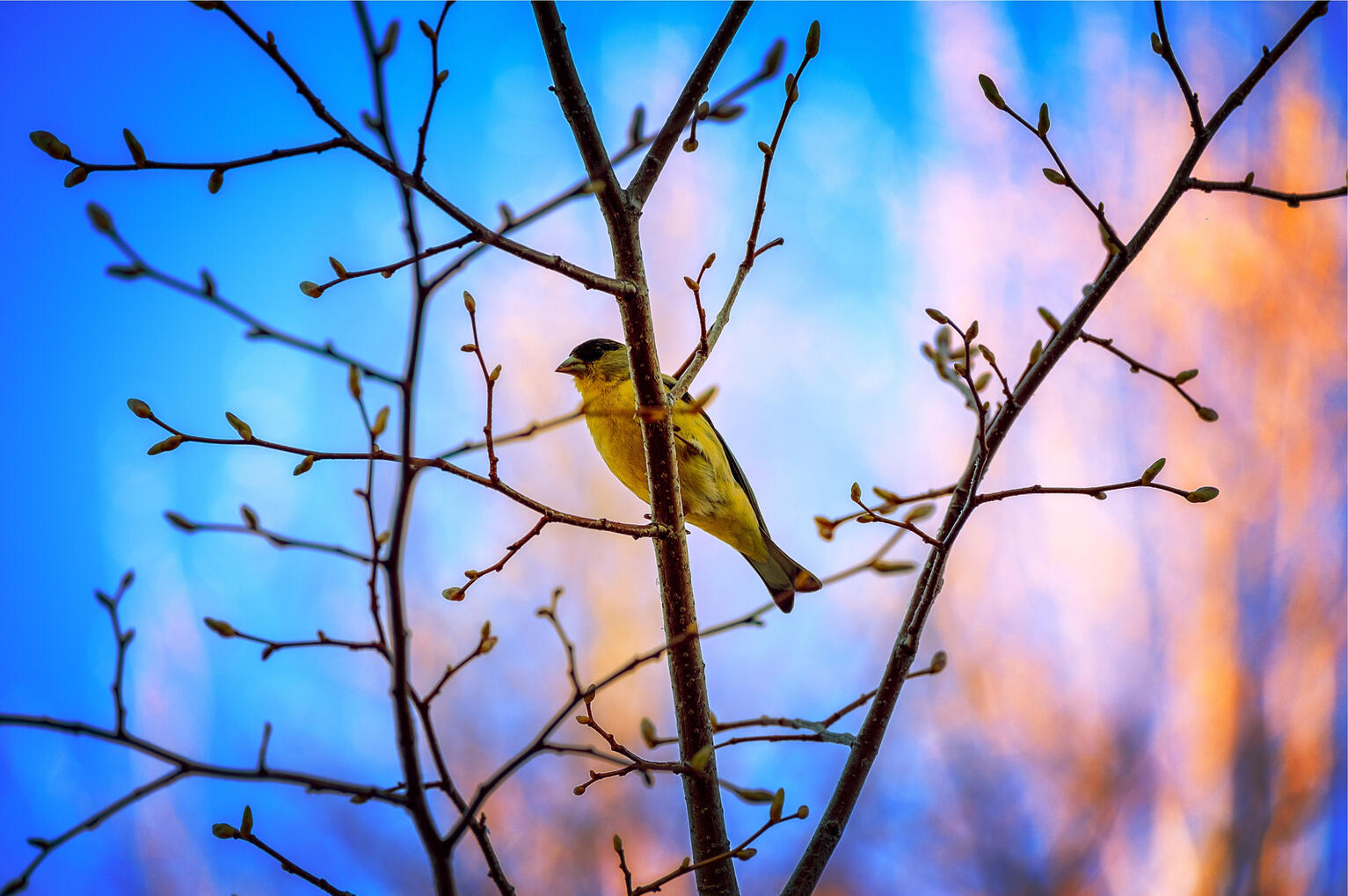 Lesser Goldfinch, 2024