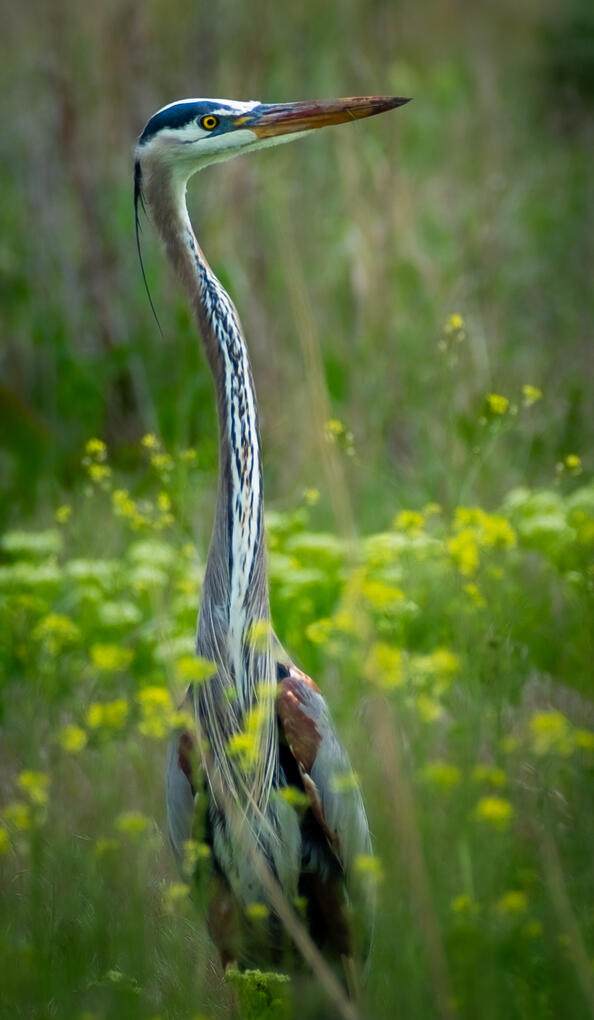 Great Blue Heron, 2024