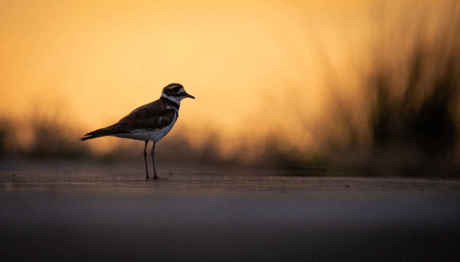 Killdeer, 2025
