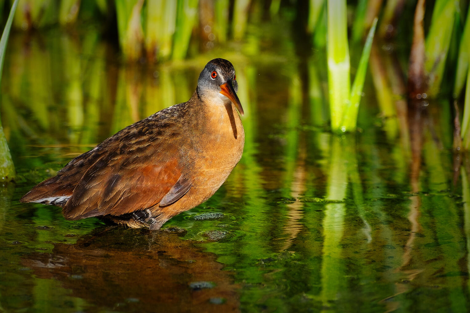 Virginia Rail, 2024