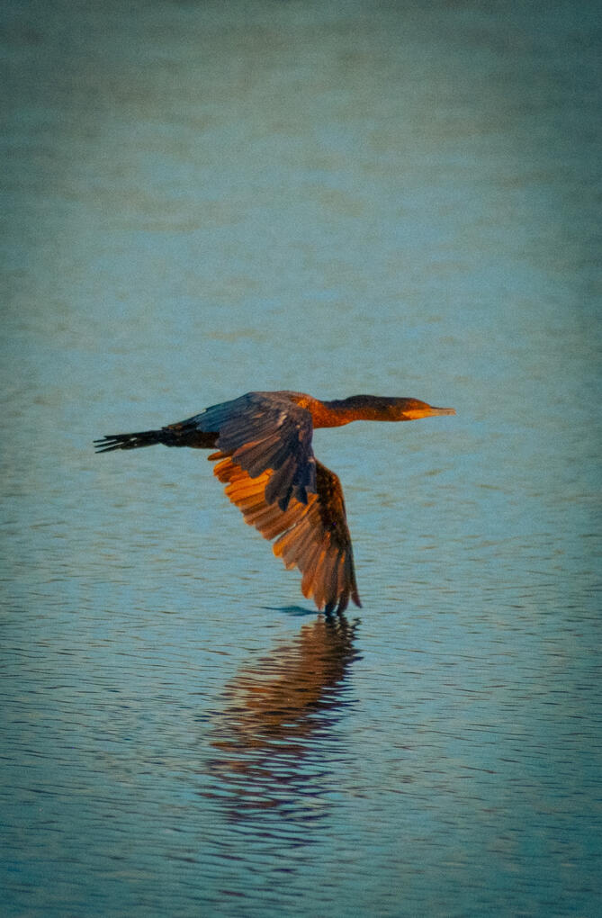 Double-crested Cormorant, 2025