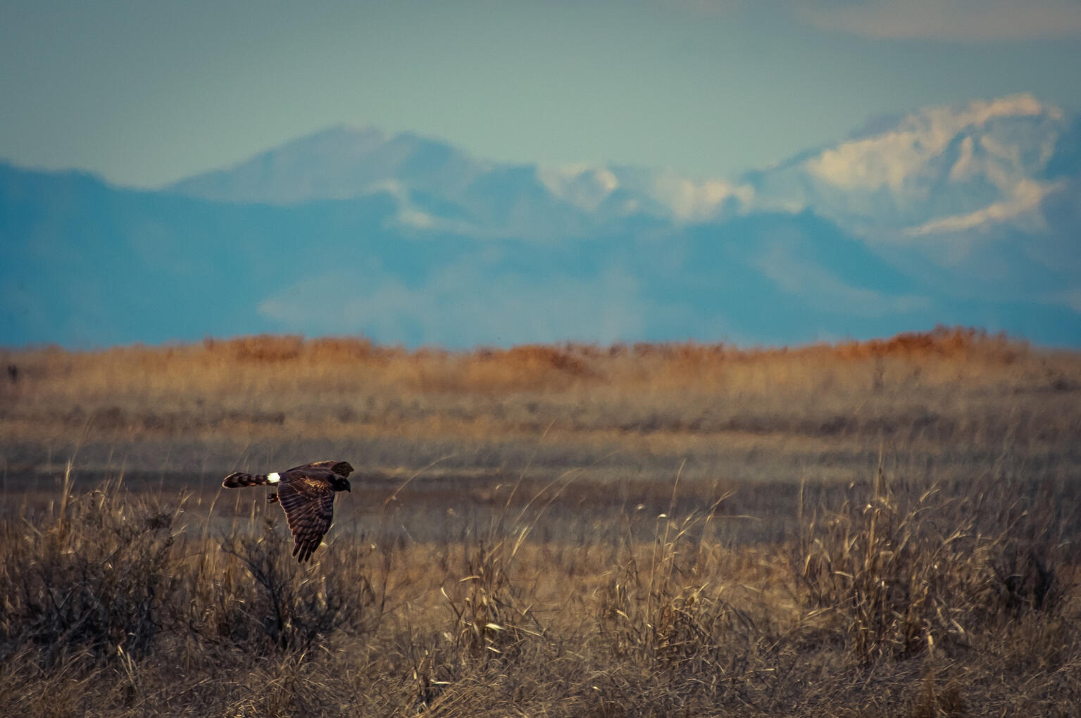 Northern Harrier, 2025