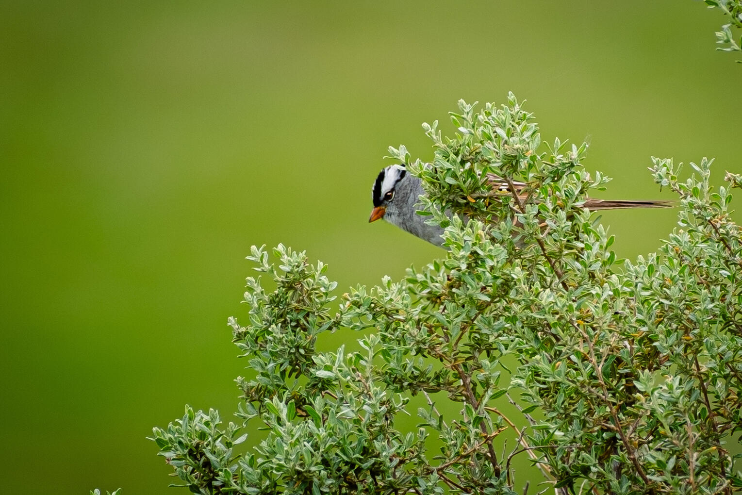 White-Crowned Sparrow, 2024
