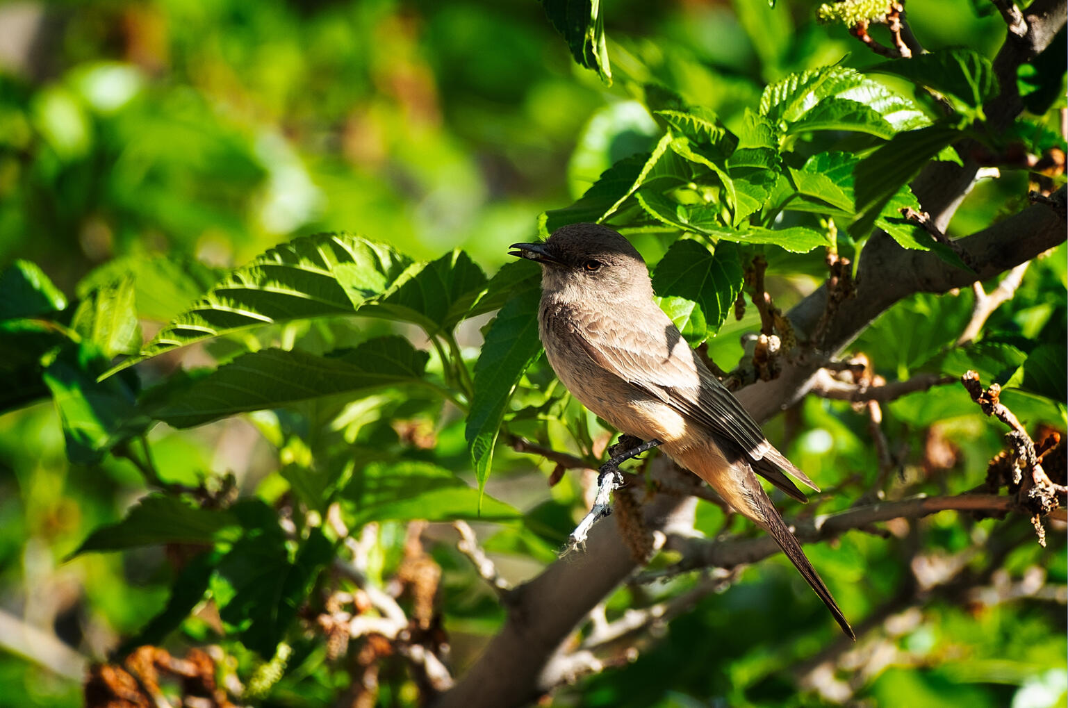 Say’s Phoebe, 2024