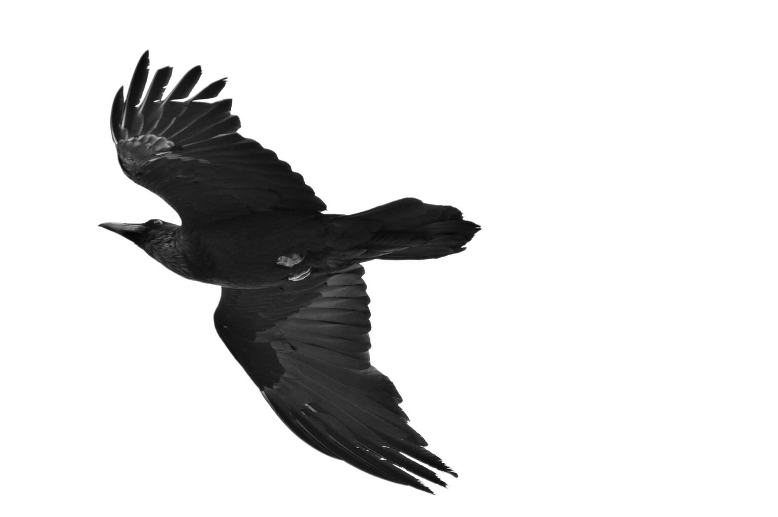 Raven, 2024