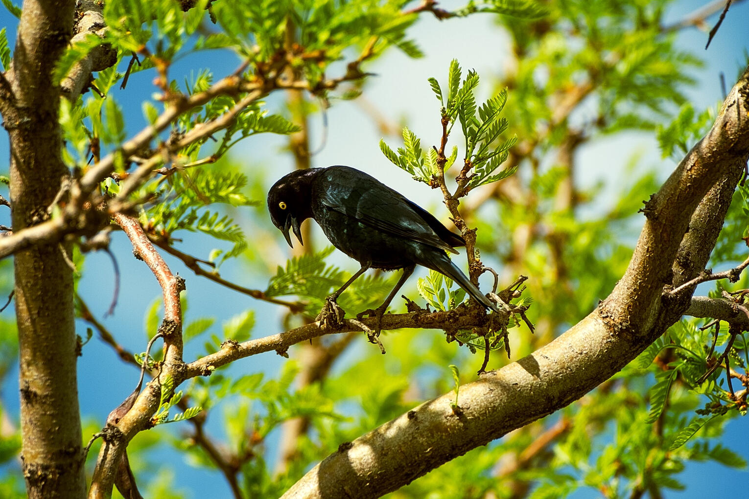 Brewer’s Blackbird, 2024