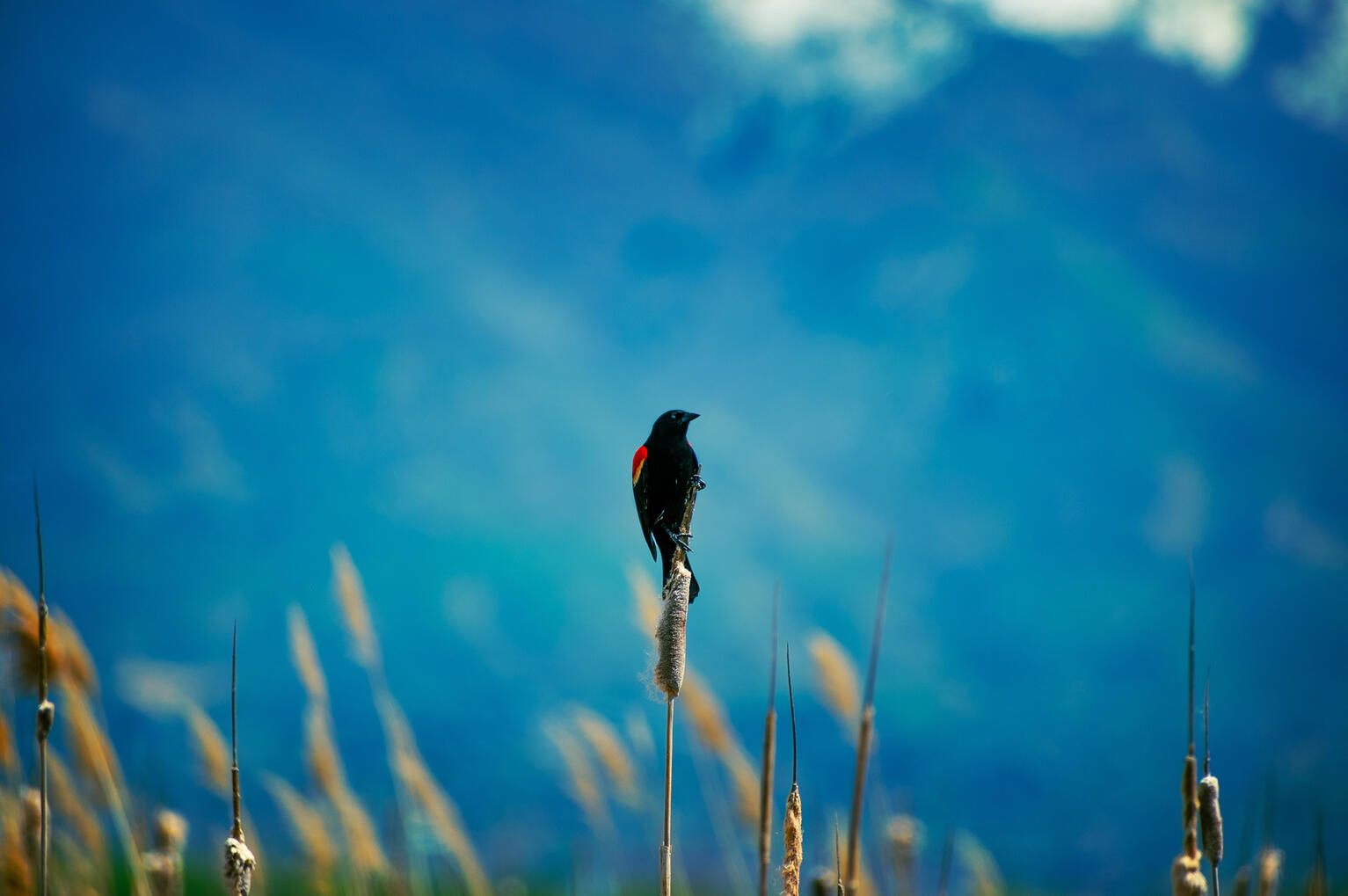 Red-Winged Blackbird Male, 2024
