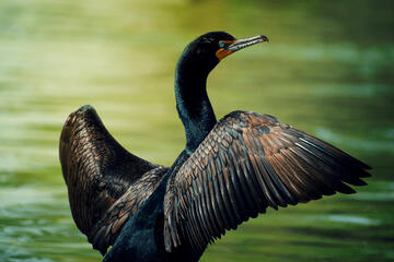 Double-Crested Cormorant, 2024