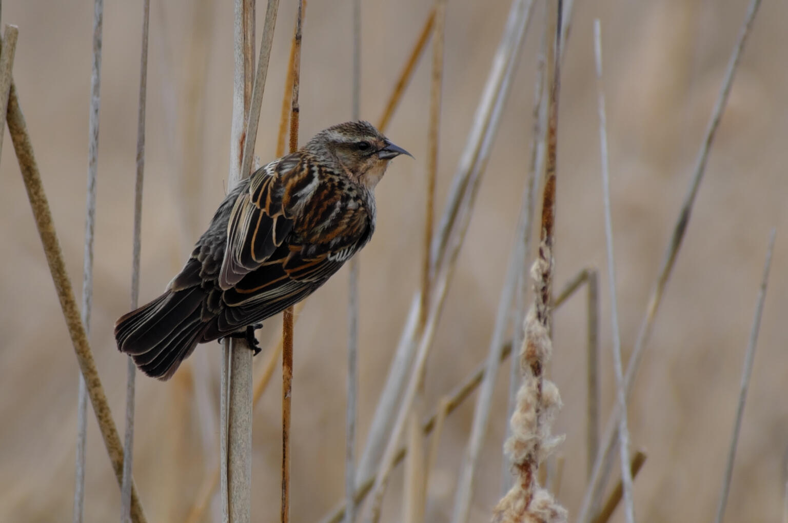 Red-Winged Blackbird, 2024